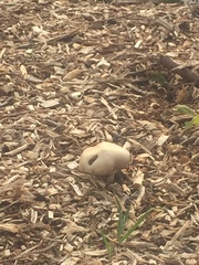 Stropharia rugosoannulata