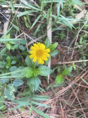 Sphagneticola trilobata