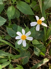 Bidens alba