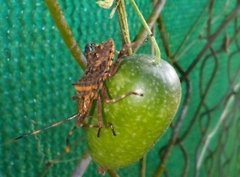 Leptoglossus gonagra