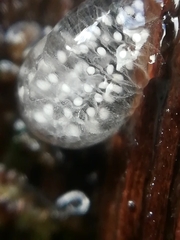 Onychiurinae