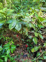 Costus erythrothyrsus