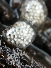 Onychiurinae