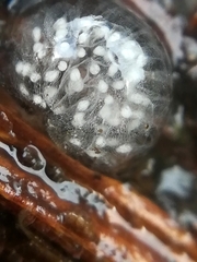 Onychiurinae