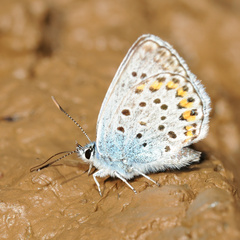Polyommatus coridon