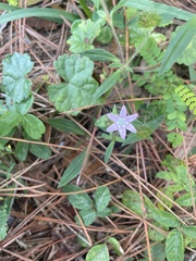 Richardia grandiflora