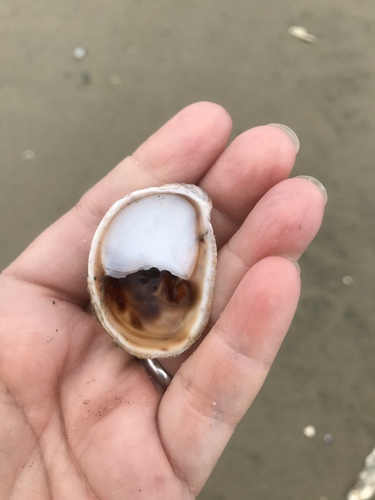 Common Atlantic Slippersnail