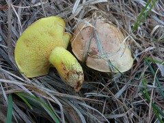 Suillus mediterraneensis