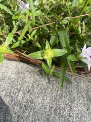 Richardia grandiflora