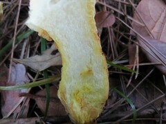 Suillus mediterraneensis