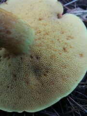 Suillus mediterraneensis