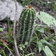 Pachycereus pecten-aboriginum