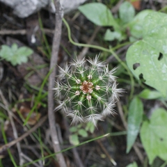Pachycereus pecten-aboriginum