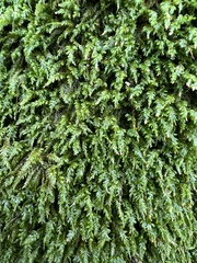 Pseudanomodon attenuatus