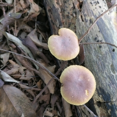 Gymnopilus dilepis