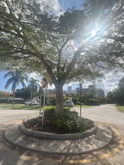 Enterolobium contortisiliquum