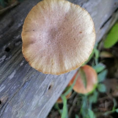 Gymnopilus dilepis