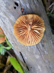 Gymnopilus dilepis