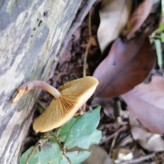 Gymnopilus dilepis