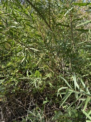 Salix exigua