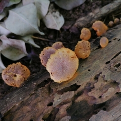 Gymnopilus dilepis
