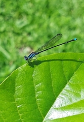 Argia indicatrix