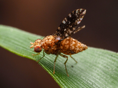Homoneura trypetoptera