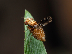 Homoneura trypetoptera
