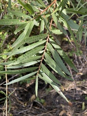 Salix exigua
