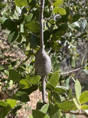 Protobalandricus spectabilis