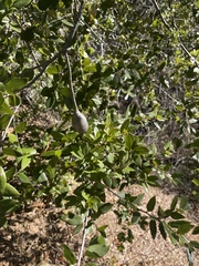 Protobalandricus spectabilis