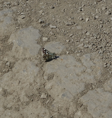 Muschampia cribrellum