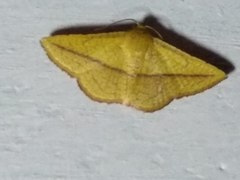 Striglina