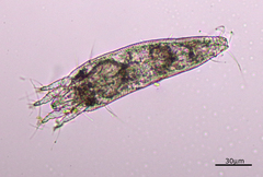 Eriophyoidea