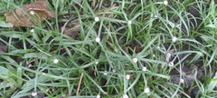 Cyperus mindorensis