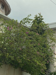 Bougainvillea glabra