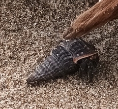Cerithideopsis
