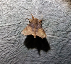 Apatelodidae
