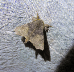 Apatelodidae