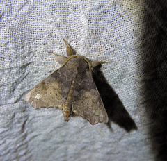 Apatelodidae