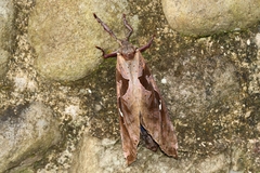 Phassus triangularis