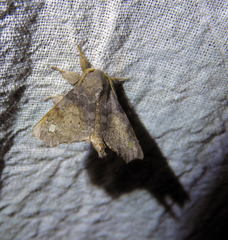 Apatelodidae