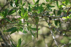 Anax concolor