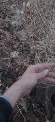 Agrostis perennans