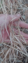 Agrostis perennans