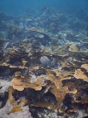 Acropora palmata