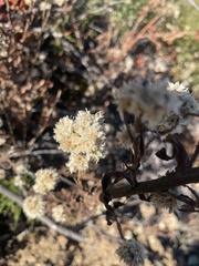 Pseudognaphalium californicum