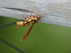 Polistes carnifex