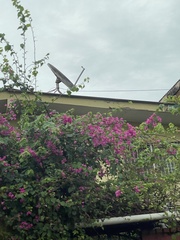 Bougainvillea glabra