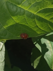 Epilachna tredecimnotata